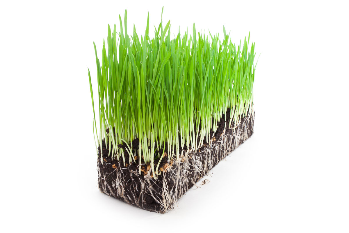 Zelený jačmeň účinky: Ako pôsobí na zdravie a imunitu