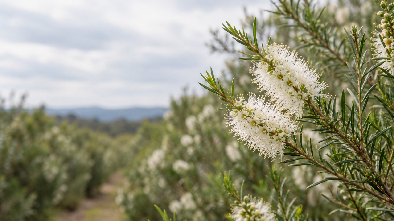 Kvitnúca vetvička melaleuky (Melaleuca alternifolia), z ktorej sa získava tea tree olej, s krémovobielymi chumáčmi kvetov a úzkymi ihlicovitými listami, v pozadí rozmazané kríky na plantáži.