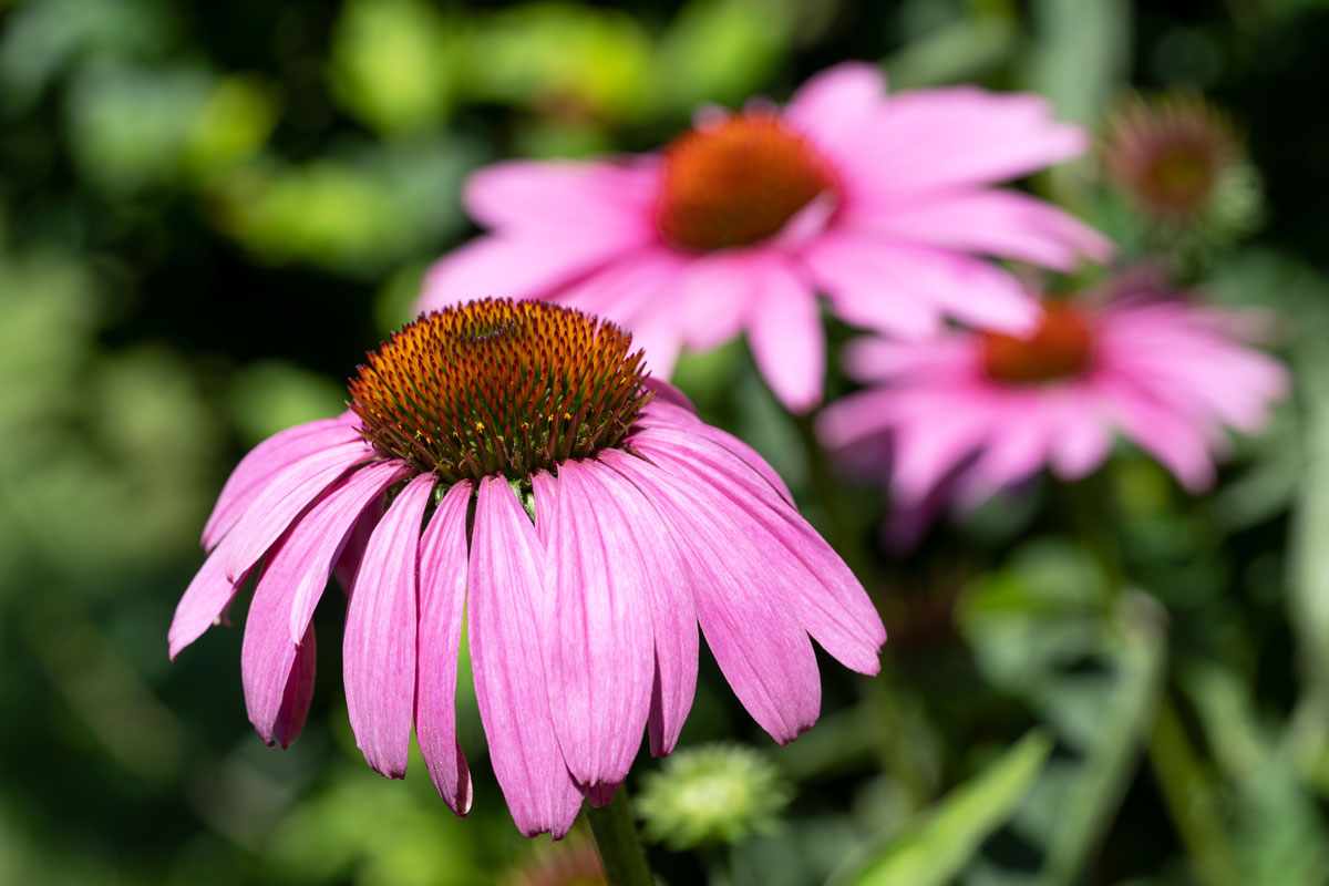 _Echinacea-nežiadúce-účinky