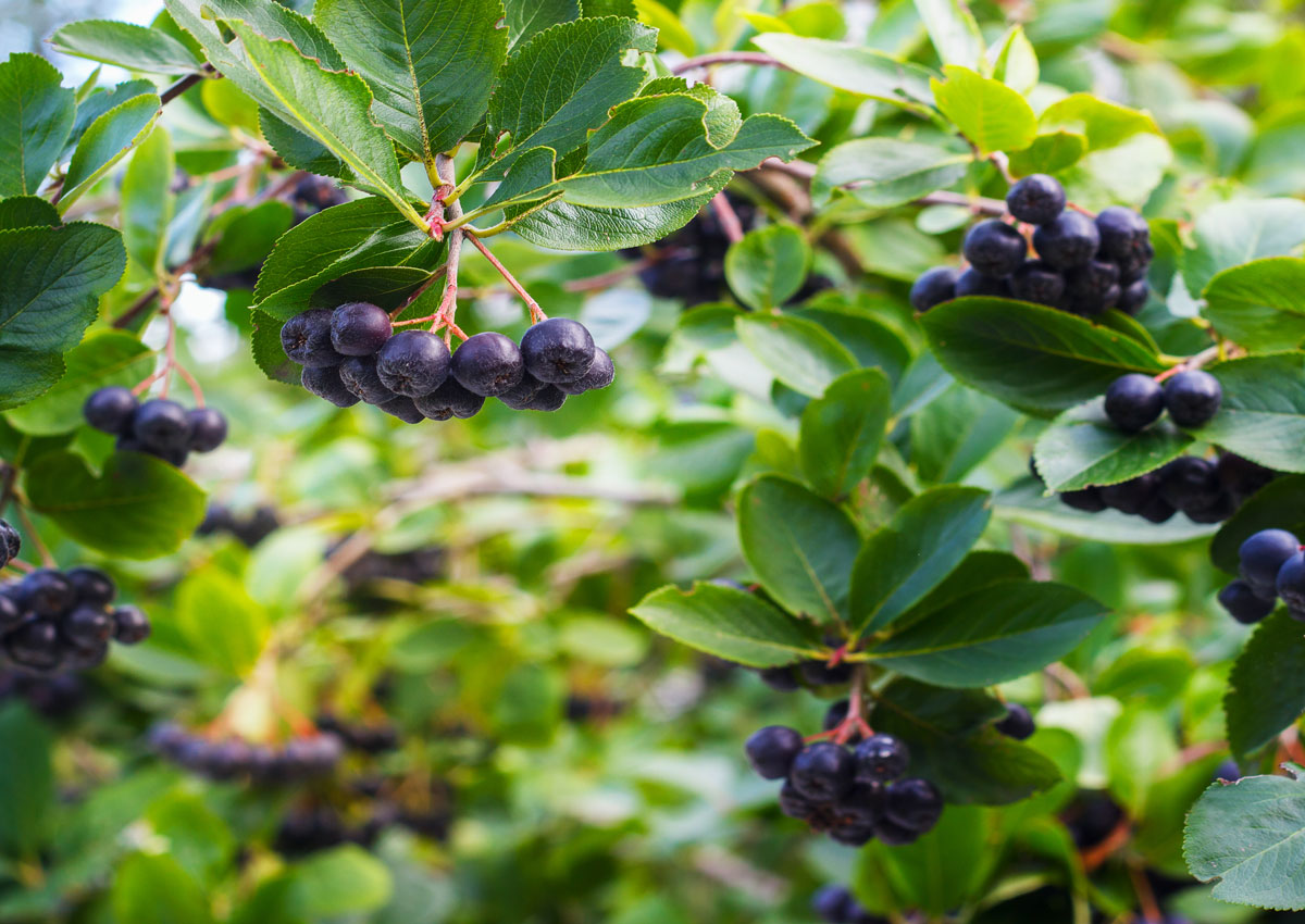 aronia-pestovanie