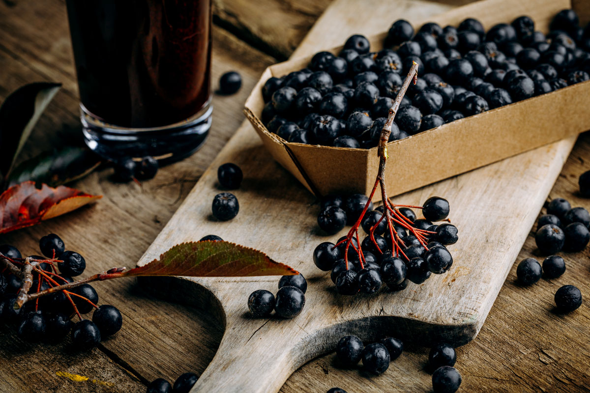aronia-stava