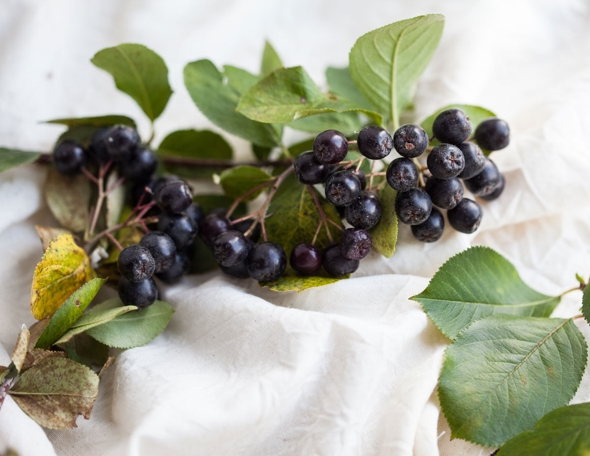 aronia-účinky