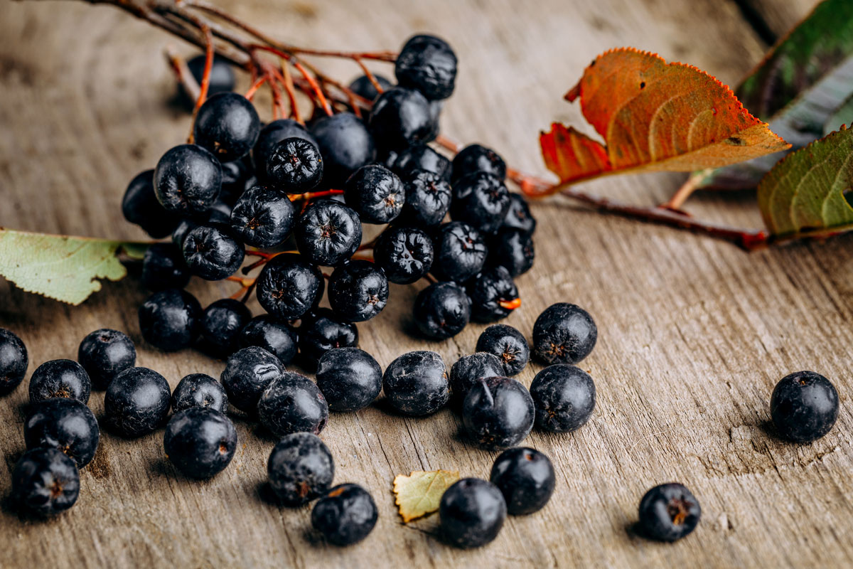 aronia