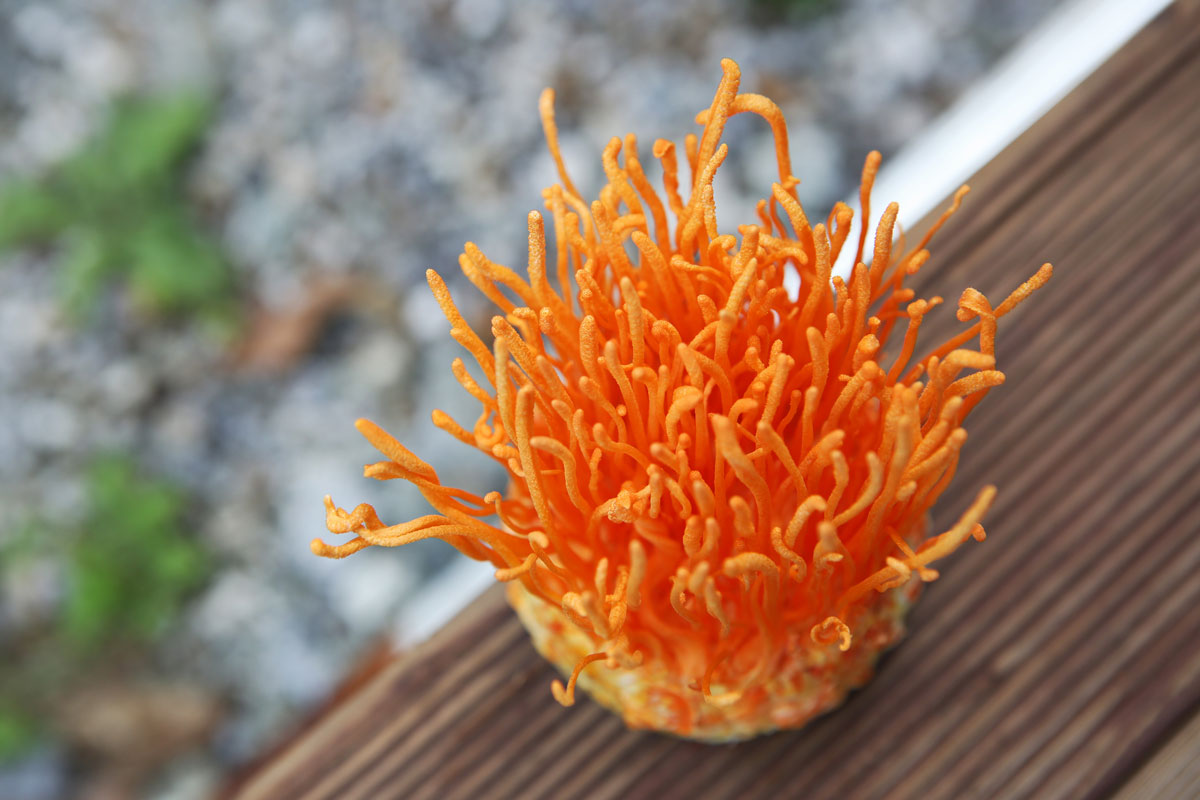 cordyceps-2