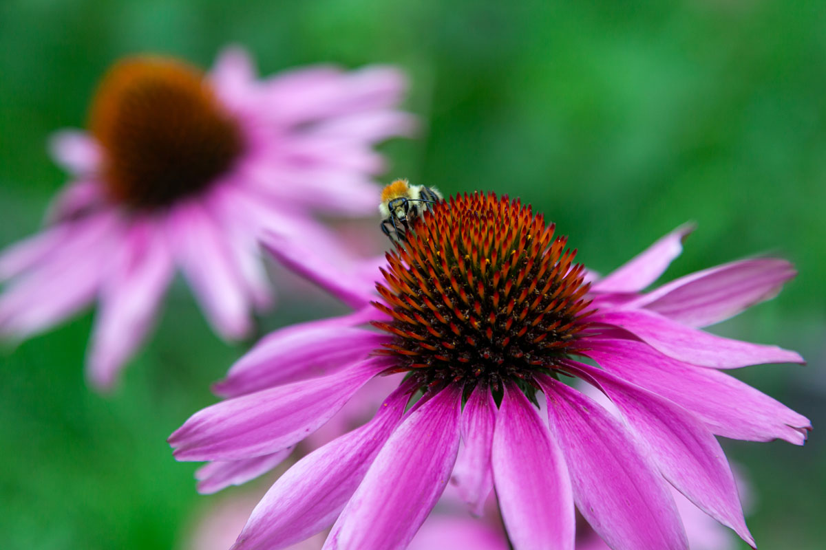 echinacea-pestovanie