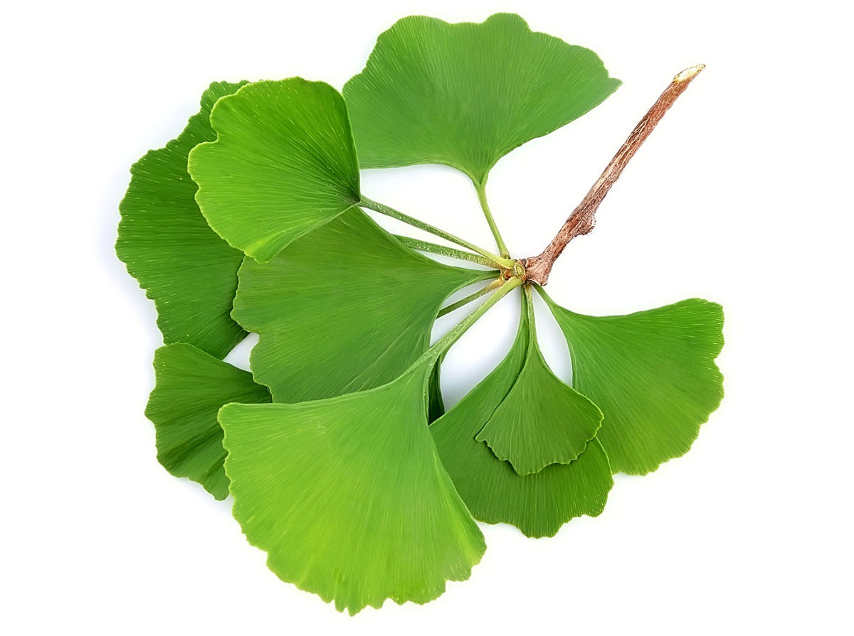ginko_1