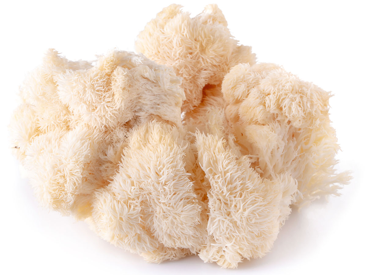 hericium