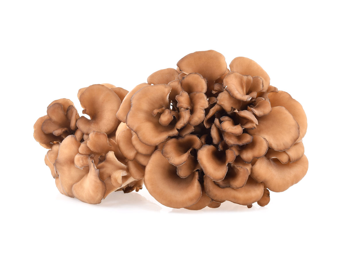 maitake
