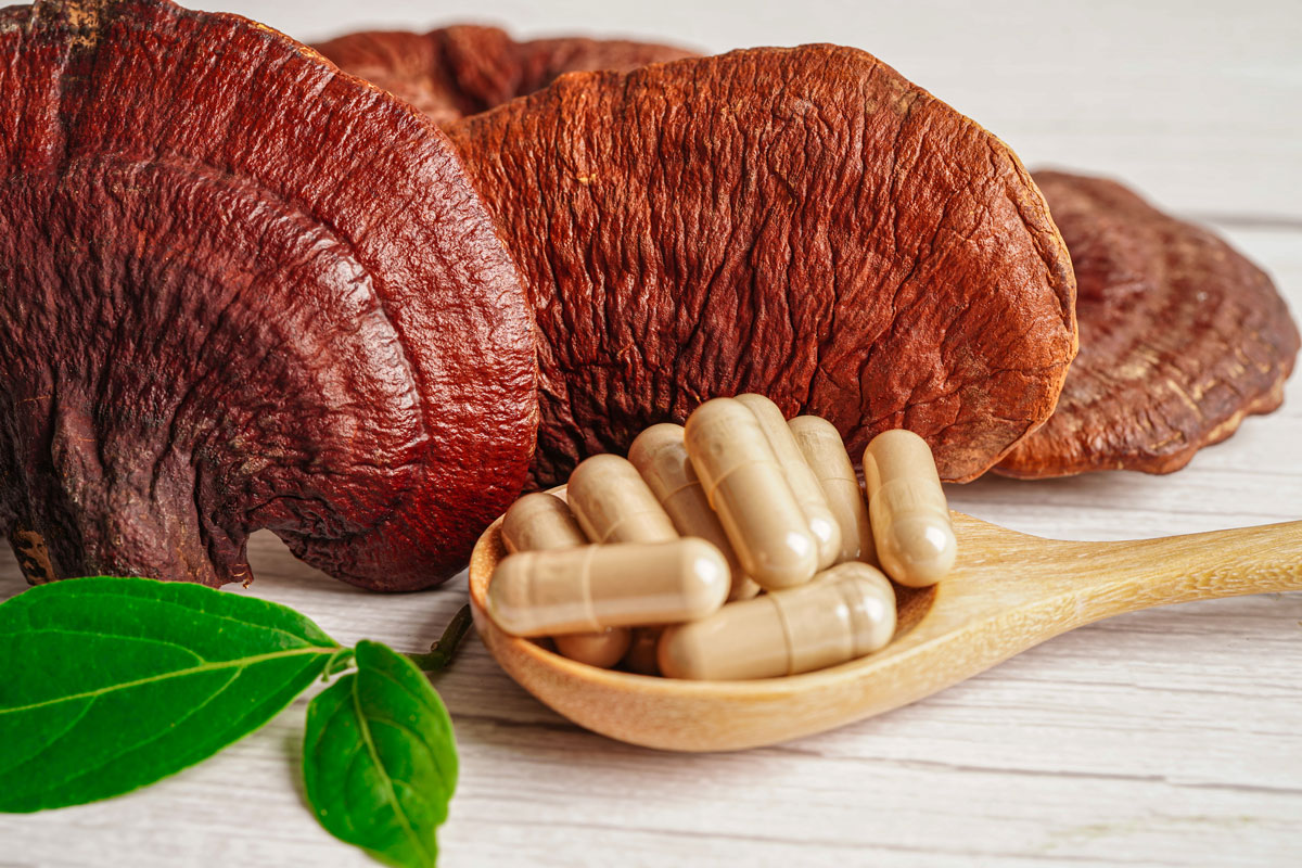 reishi-2