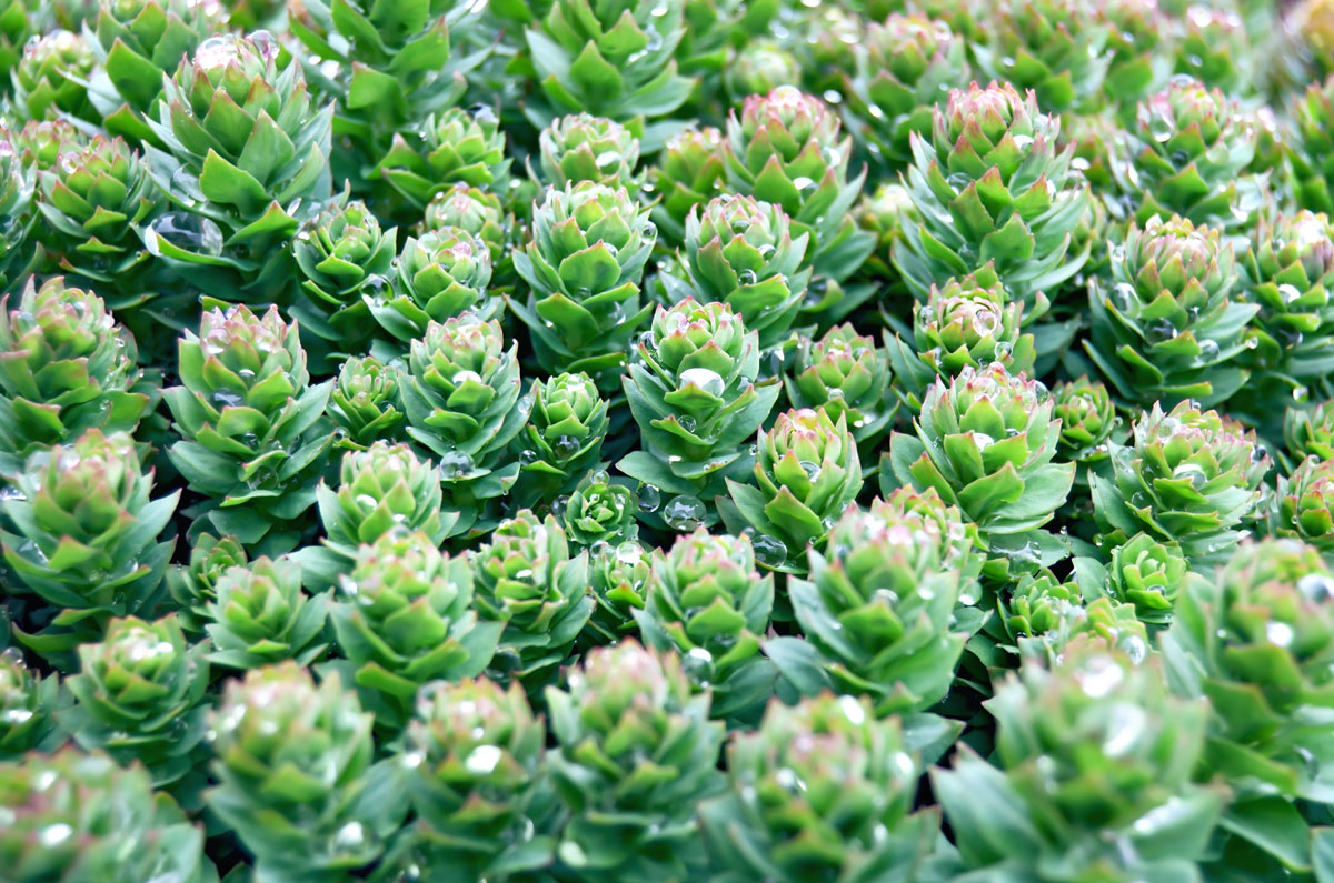 rhodiola-rosea