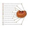 Reishi zmenšené