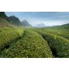 green plantation 2884905