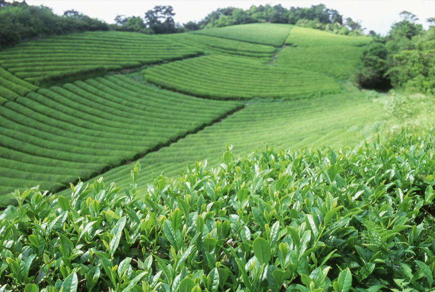 Plantáž matcha