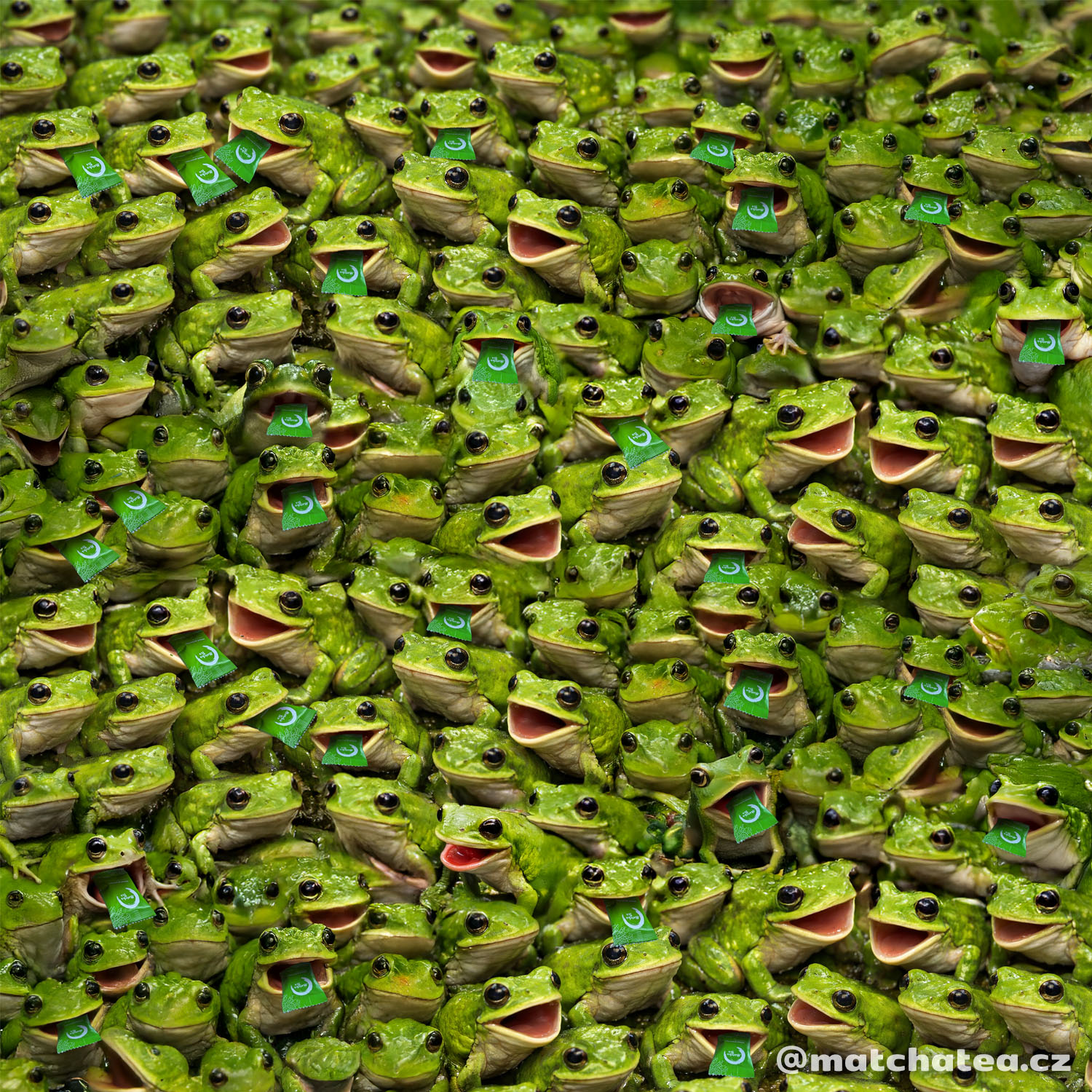 Soutěž:  Kolik žab málem spolklo sáček s matchou
