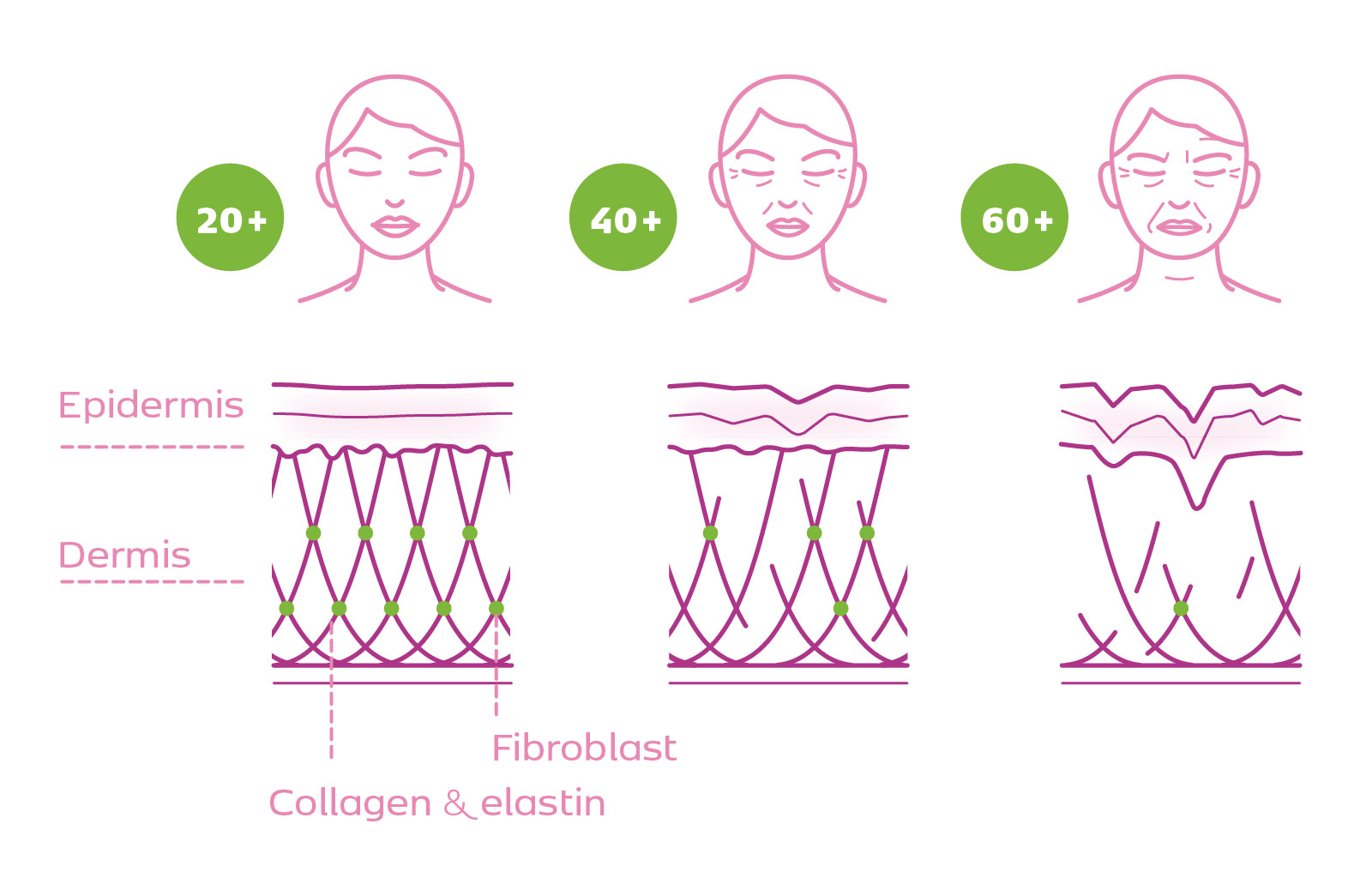 collagen_infografika_vliv_starnuti