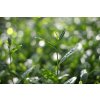 Bio Matcha Tea Gourmet 1 kg