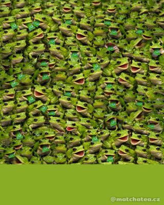 🐸 Soutěž pro naše sledující o BIO Matcha Tea Vegan Latte a chladicí vak 💚 Kolika žábám z tlamky čouhá zelený sáček s...