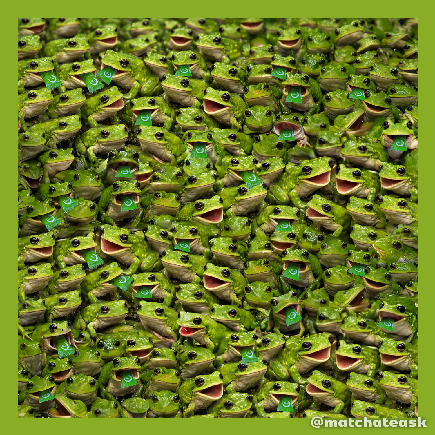 Súťaž: Koľko žiab takmer prehltlo vrecko s matchou