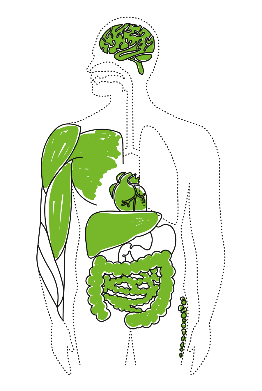 telo-schema