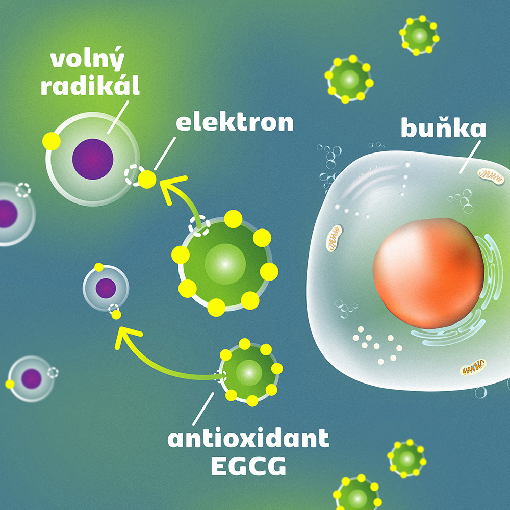 volne-radikaly-antioxidant