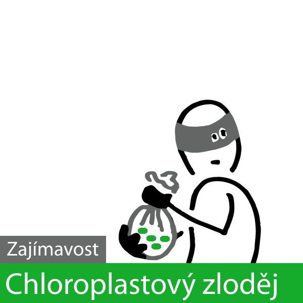 Chloroplastový zloděj