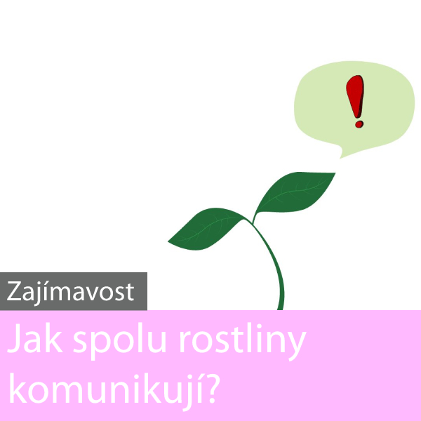 Komunikace rostlin