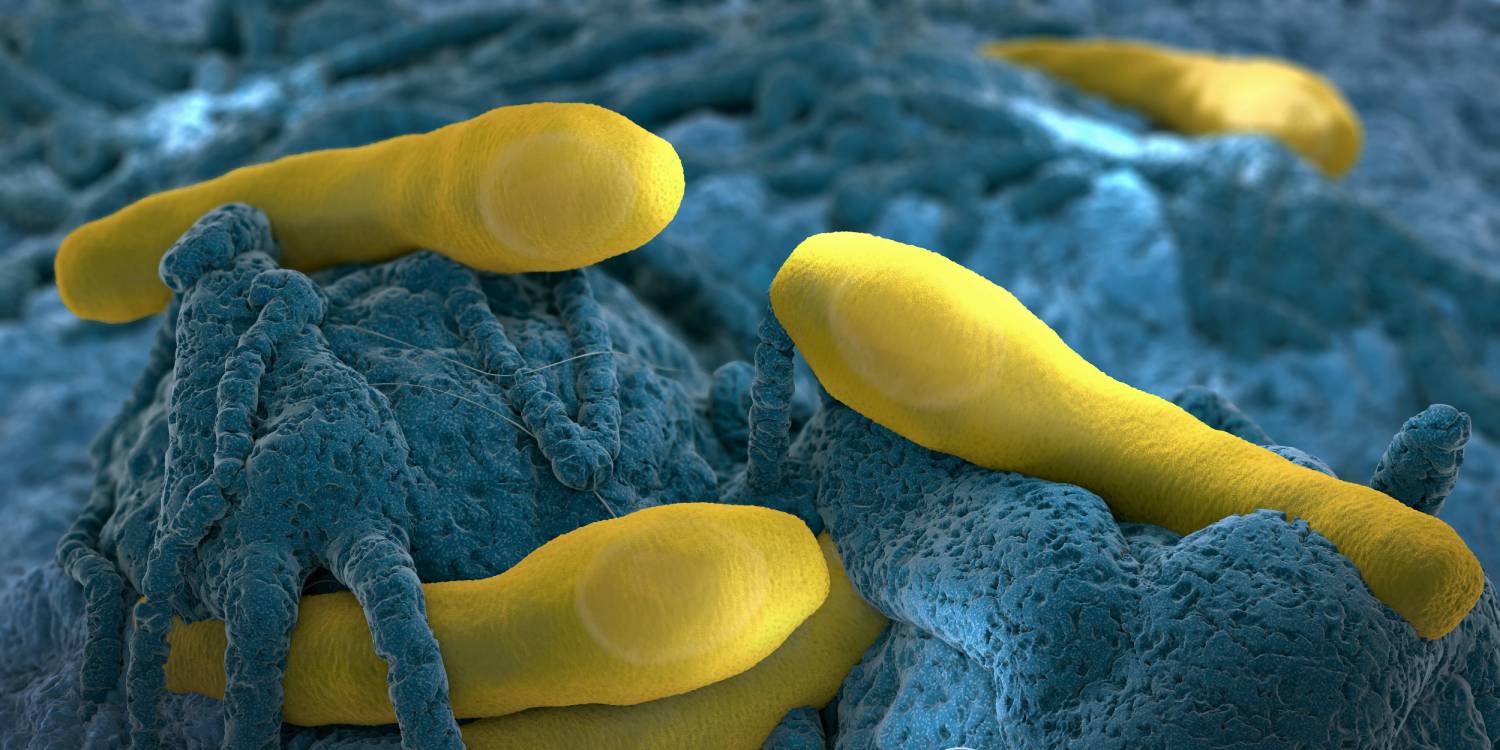 clostridium