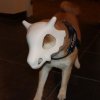 Cubone Dog