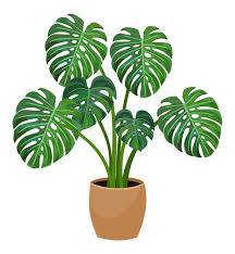 Monstera Vector Stock Illustrations – 75,671 Monstera Vector Stock  Illustrations, Vectors & Clipart - Dreamstime