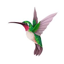 kolibri
