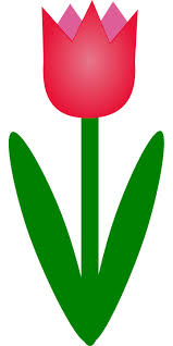 tulipán