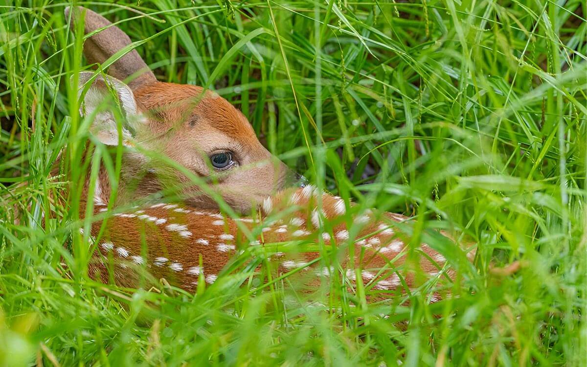 Pachové ohradníky při senoseči: praktický návod, jak ochránit srnčata (Prevence i rychlá akce)