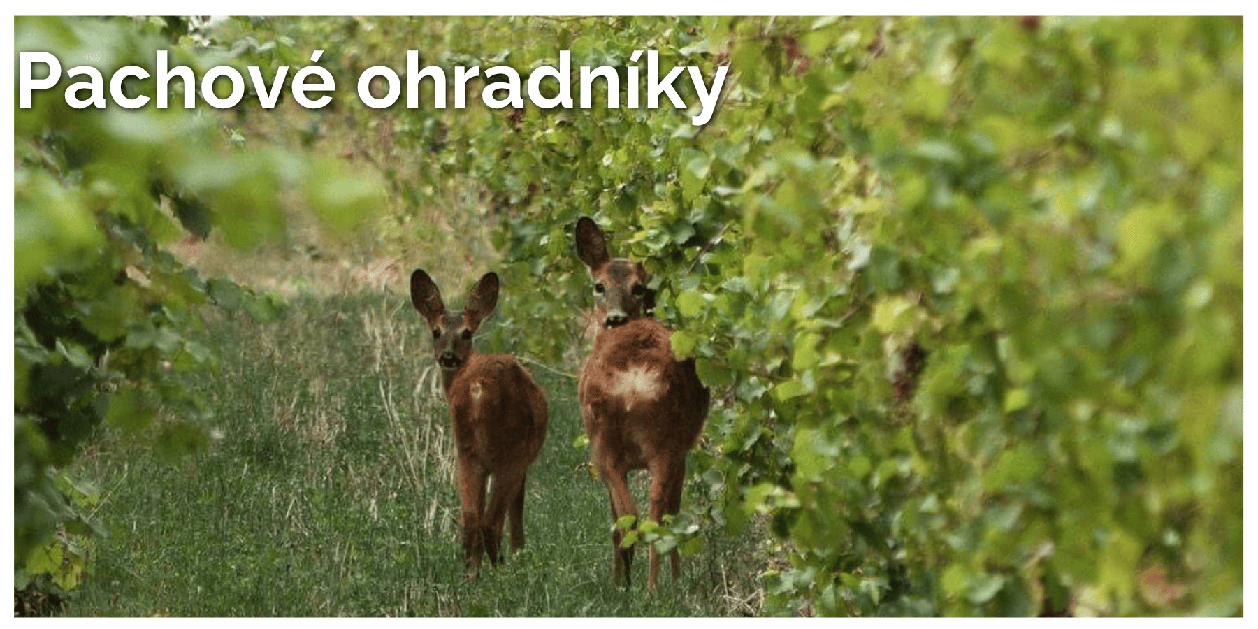 Pachové ohradníky