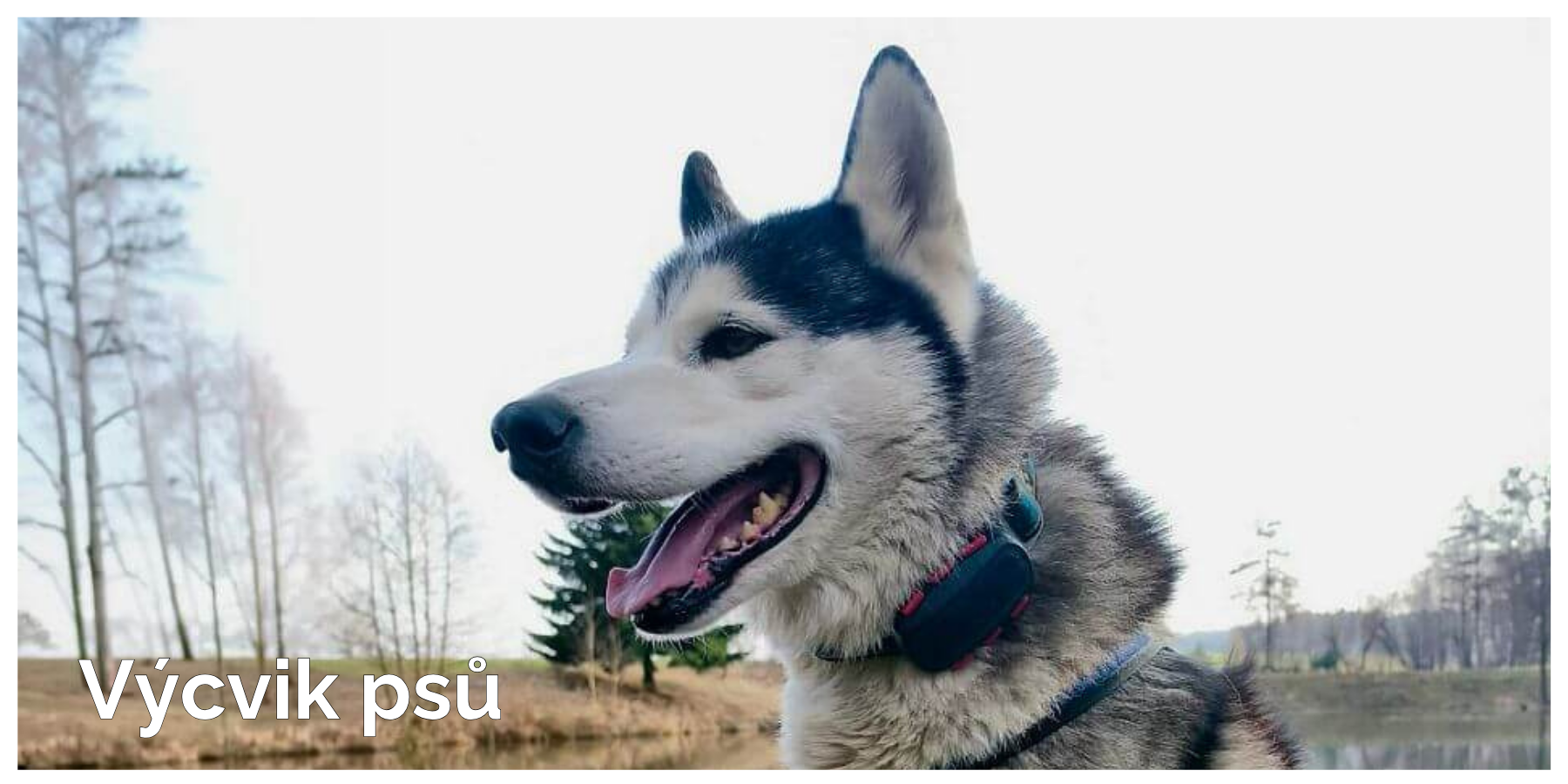 Výcvik psů