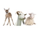 Ovce, kozy, jelenovití a mufloni