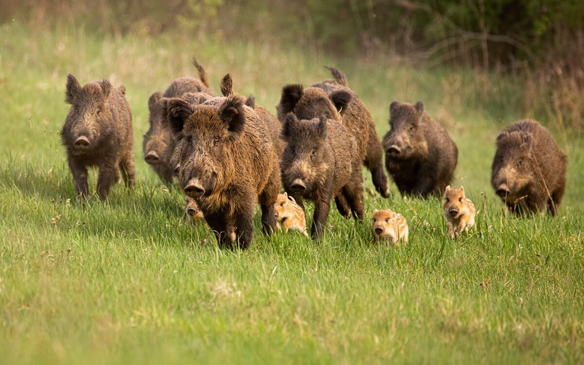 Divocaci ve vysoké trávě