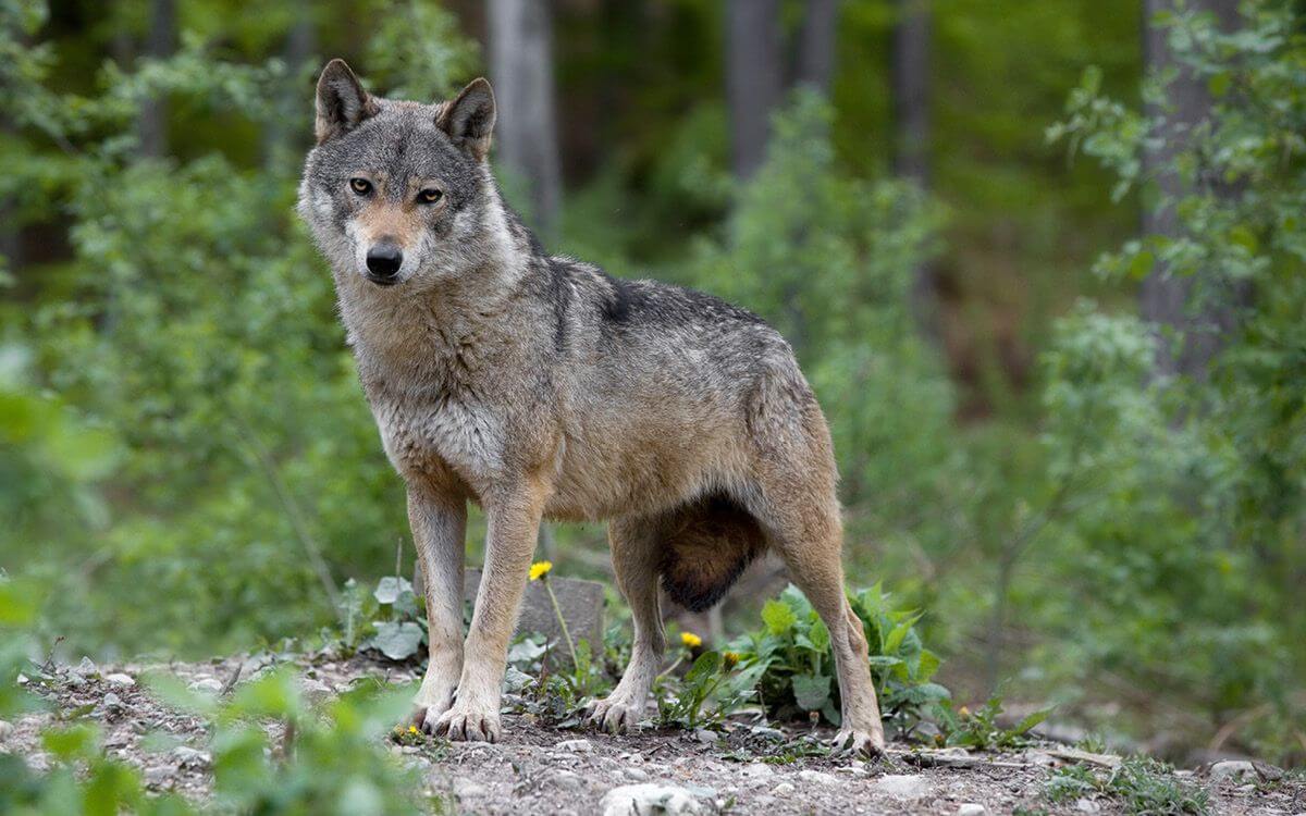 Vlk obecný v přírodě - ilustrační foto