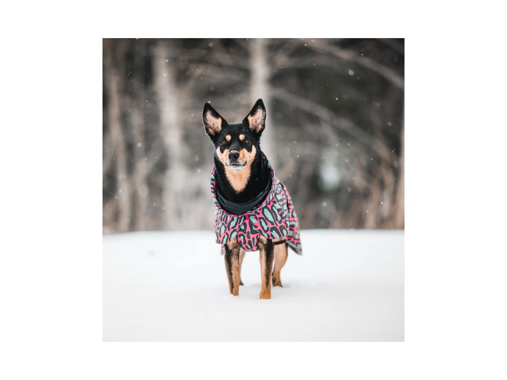 Průvodce zimními bundami pro psy – pro ty nejšťastnější pejsky na světě