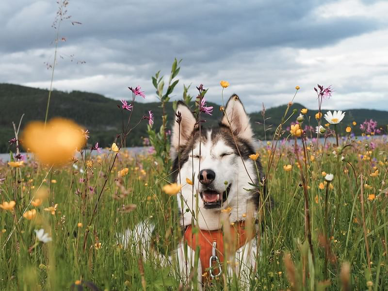 Péče o psa na jaře | Buďte připravení