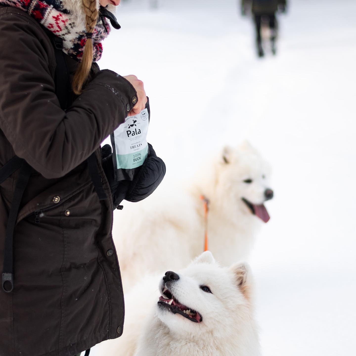 5 nejběžnějších chyb, které majitelé psů dělají