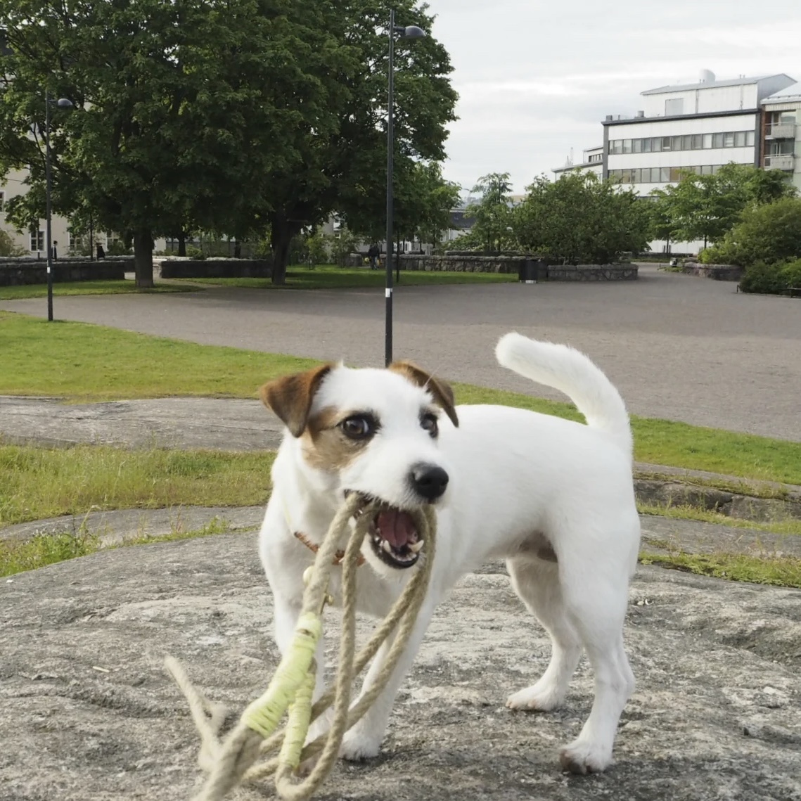 6 jednoduchých návodů, jak vyrobit hračku pro psa