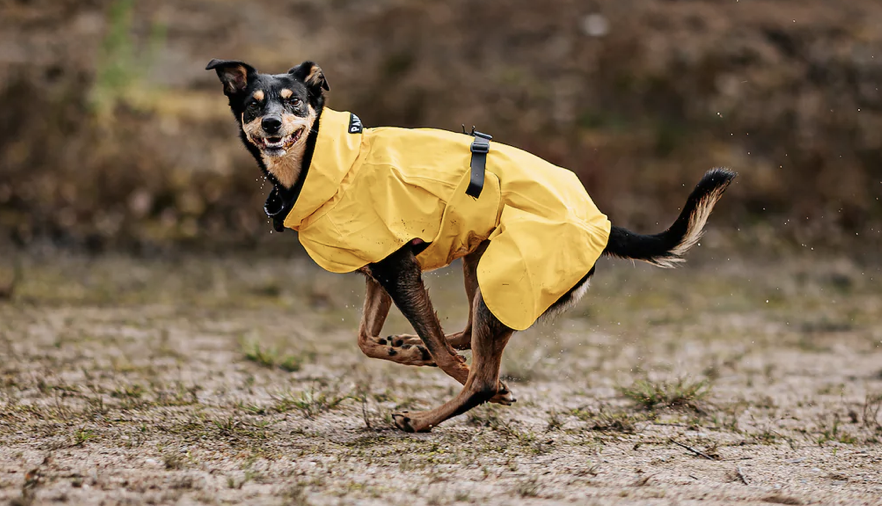 Co dělá vašeho psa šťastným?