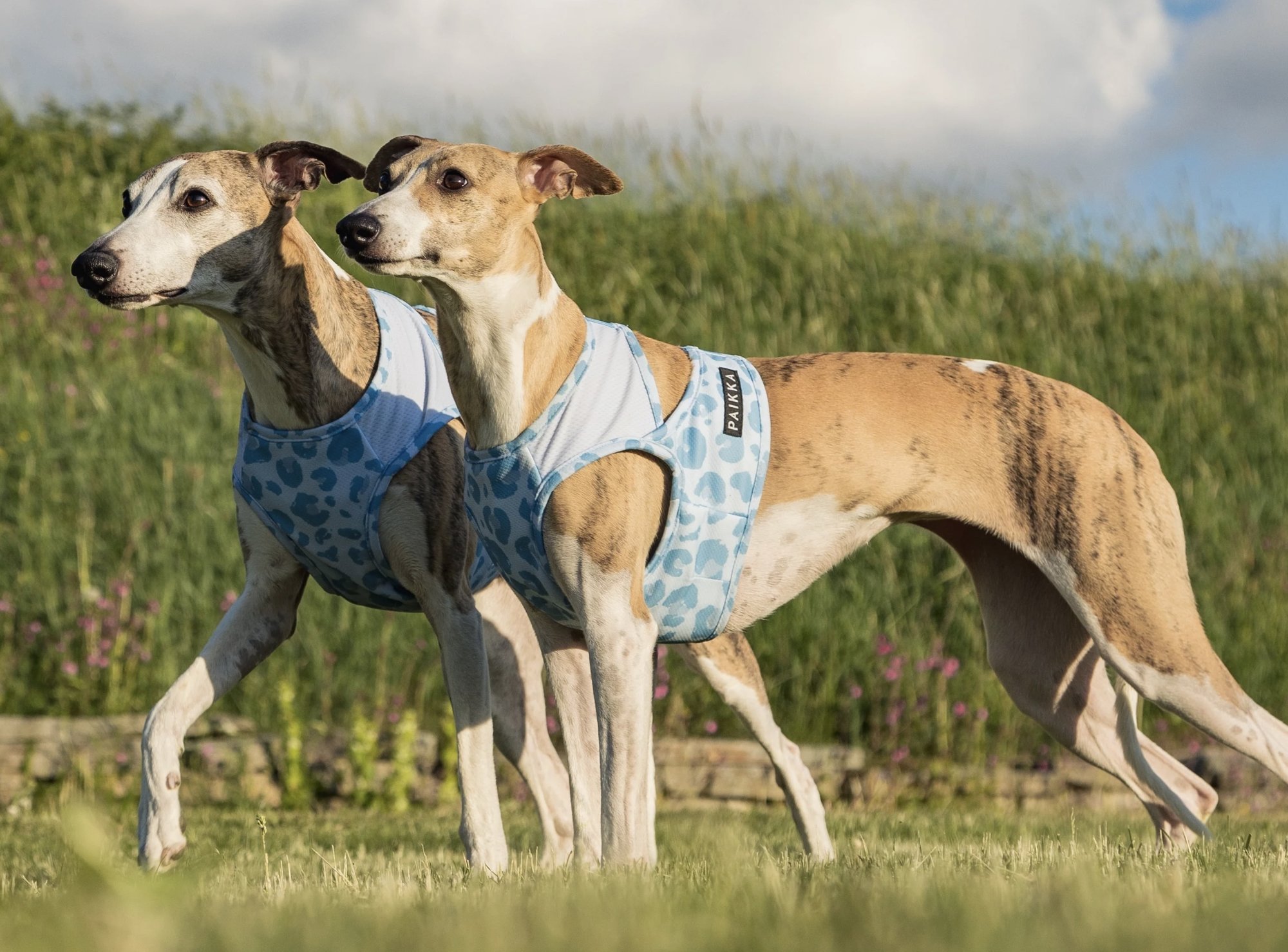 Jak udržet psa v chladu během léta: tipy pro bezpečnost v horku