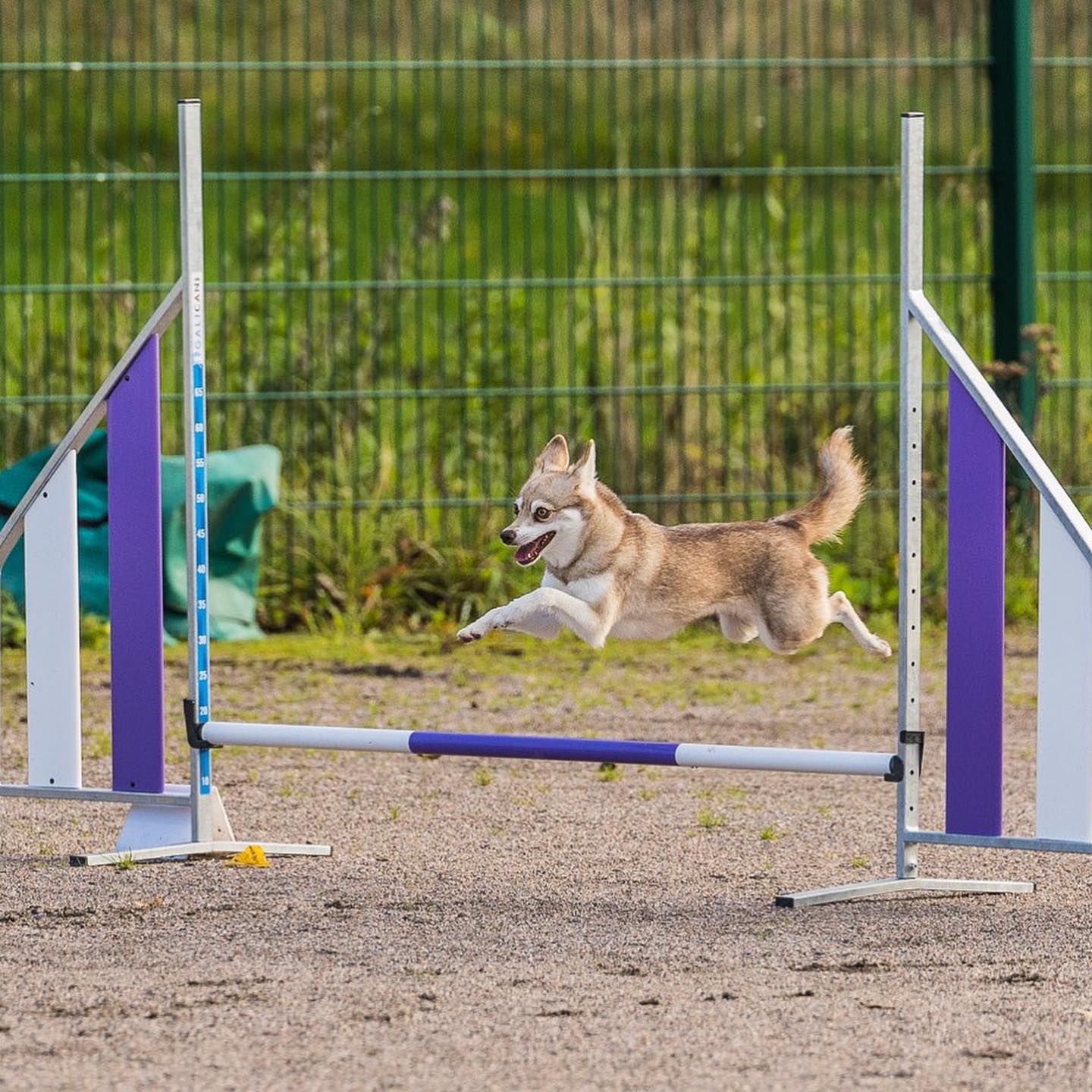 8 tipů jak si vyrobit agility překážky pro psy