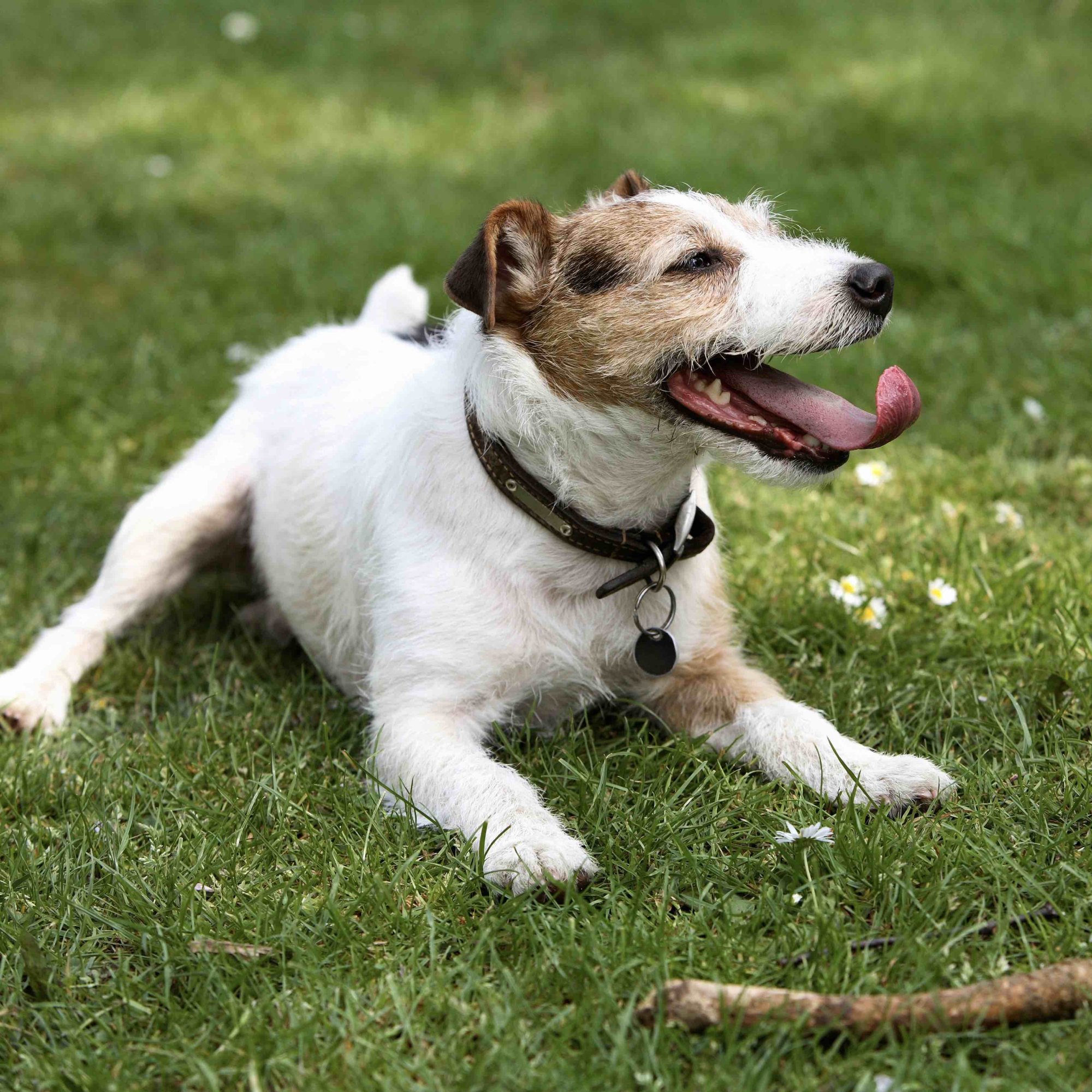 5 nejvhodnějších psích plemen pro rodiny s dětmi