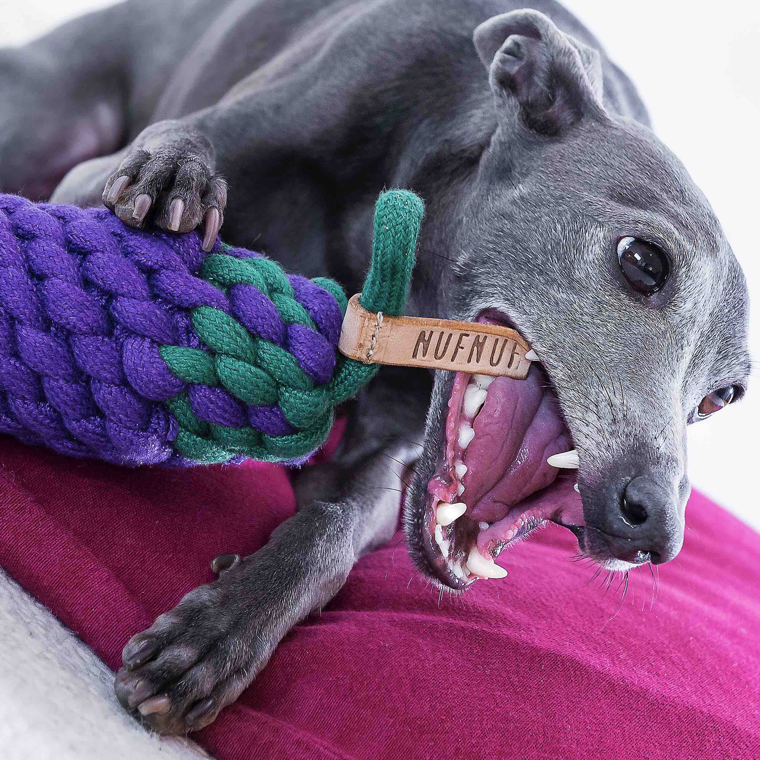 Nuda | Jak zabavit psa?