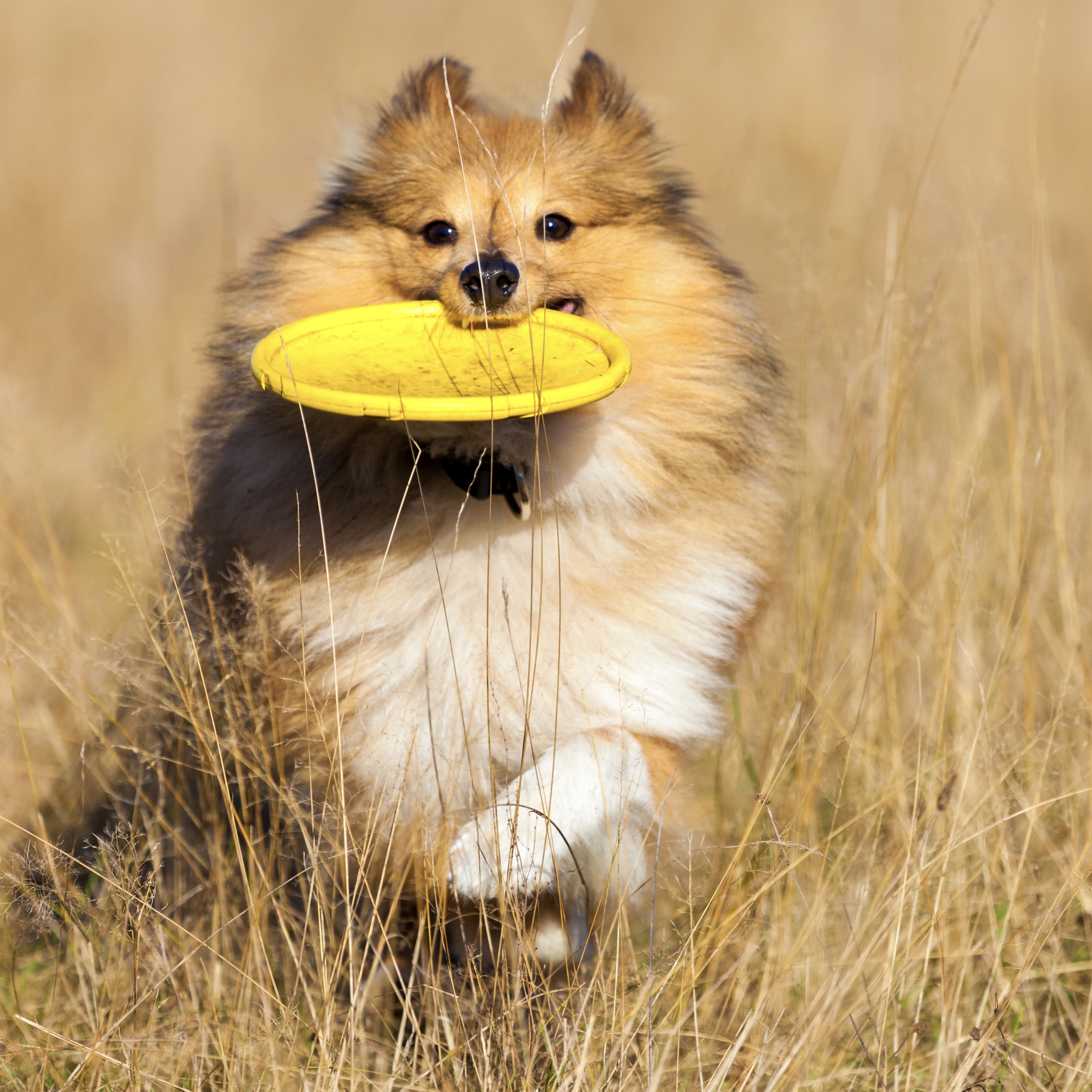 5 nejoblíbenějších psích hraček