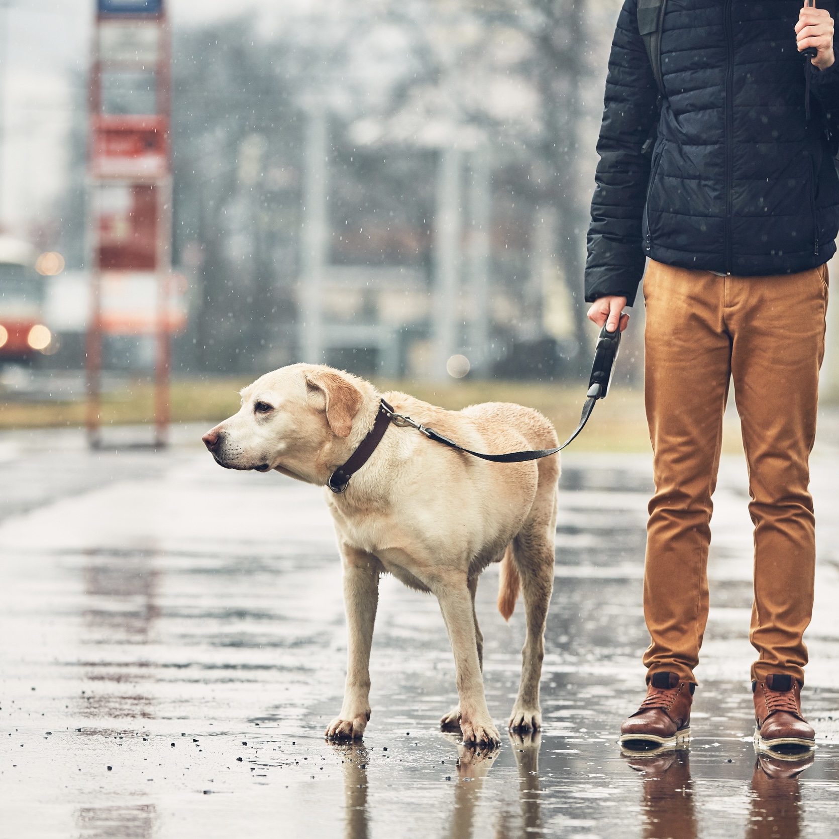 Cestování se psem v městské hromadné dopravě (MHD)?
