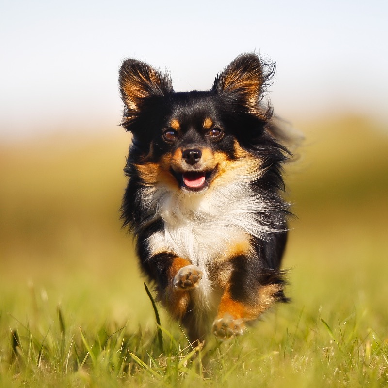 Granule | Jak číst jejich složení?