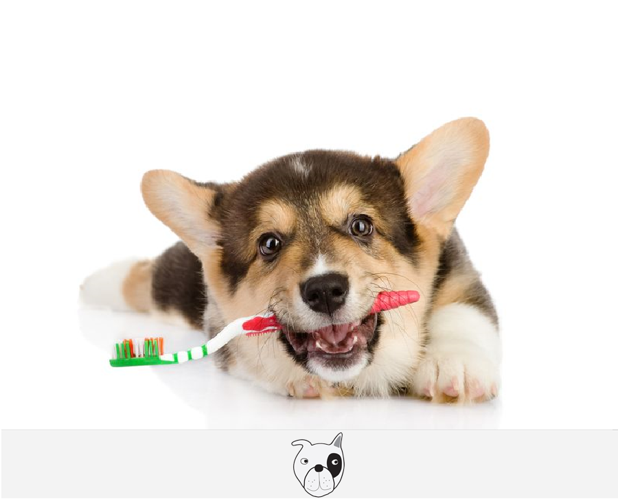 Jak na čištění zubů u psa kartáčkem?
